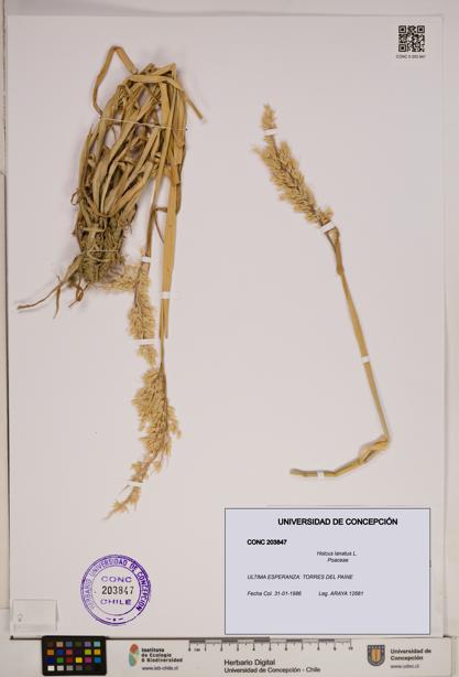 Holcus lanatus [Espécimen: ]