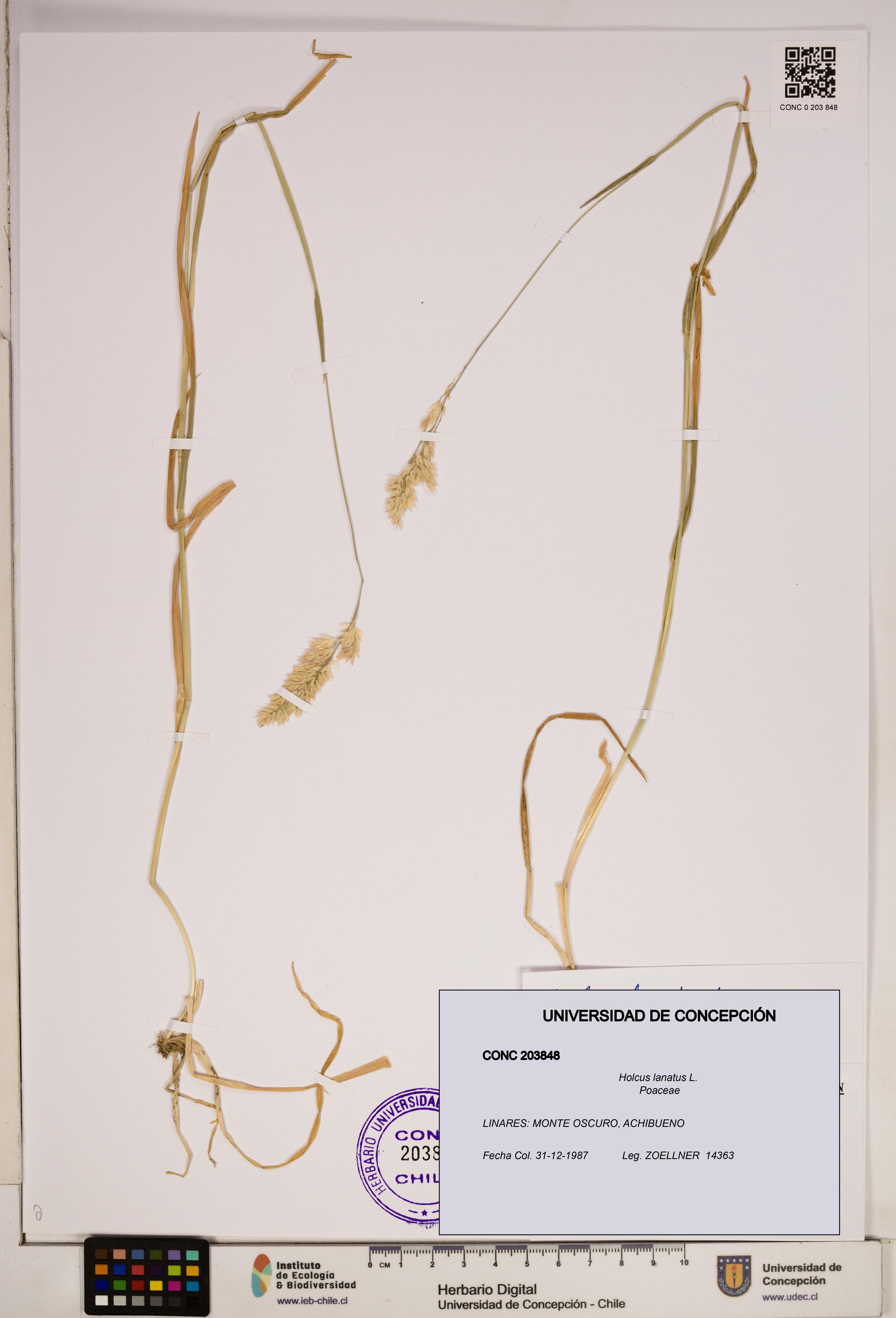 Holcus lanatus [Espécimen: ]