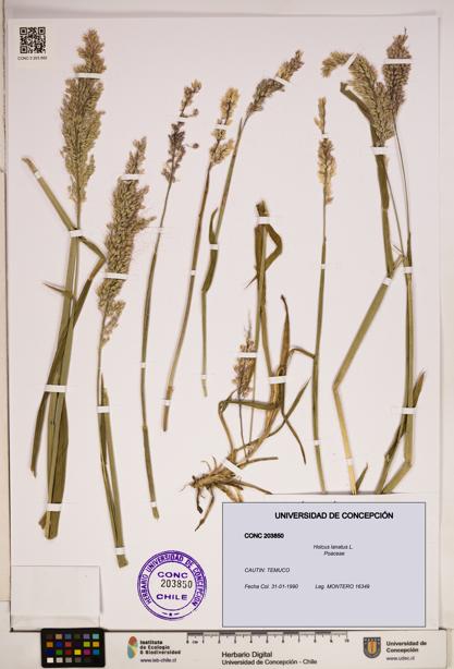 Holcus lanatus [Espécimen: ]