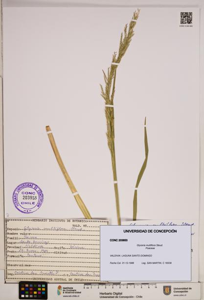 Glyceria multiflora [Espécimen: ]