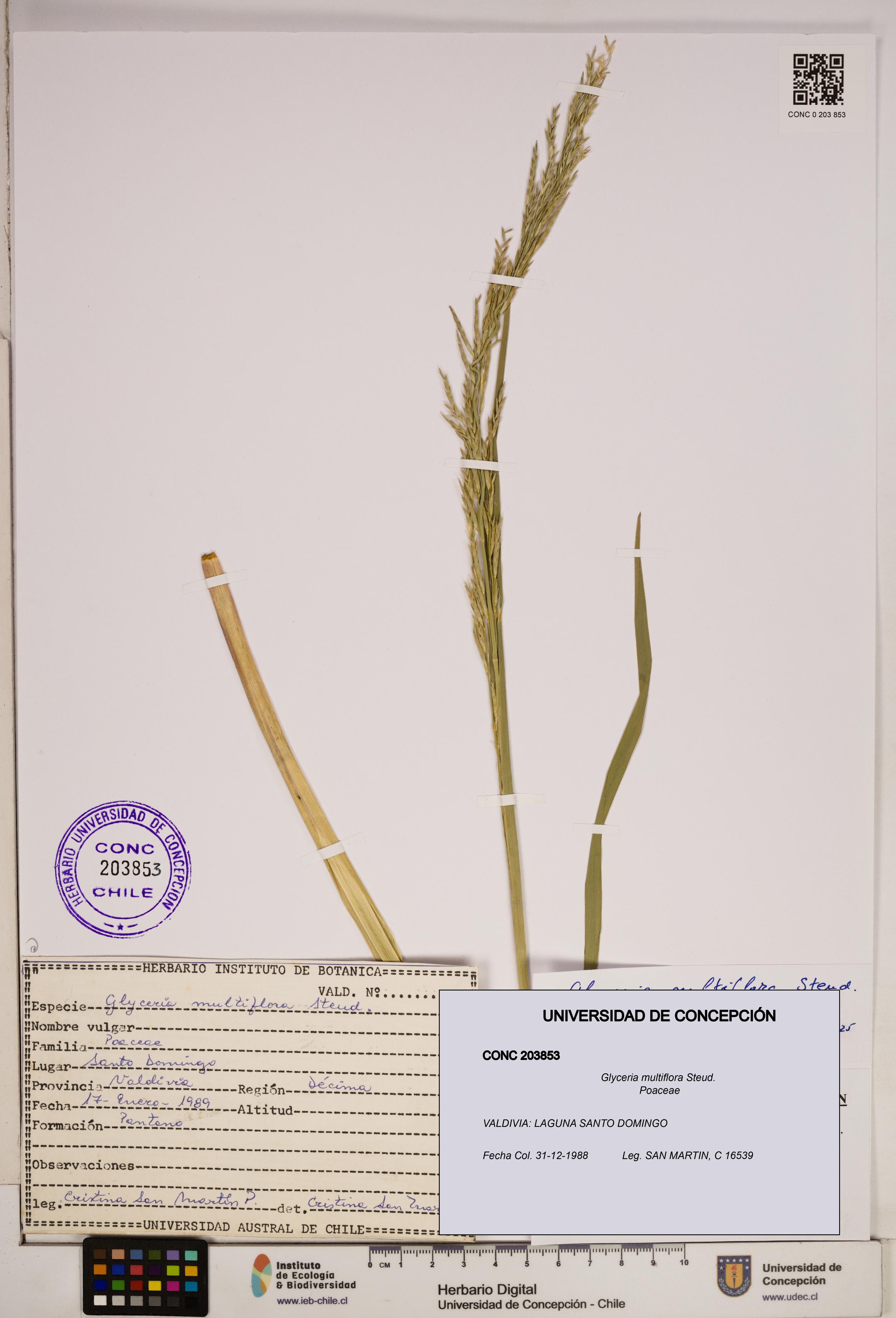 Glyceria multiflora [Espécimen: ]