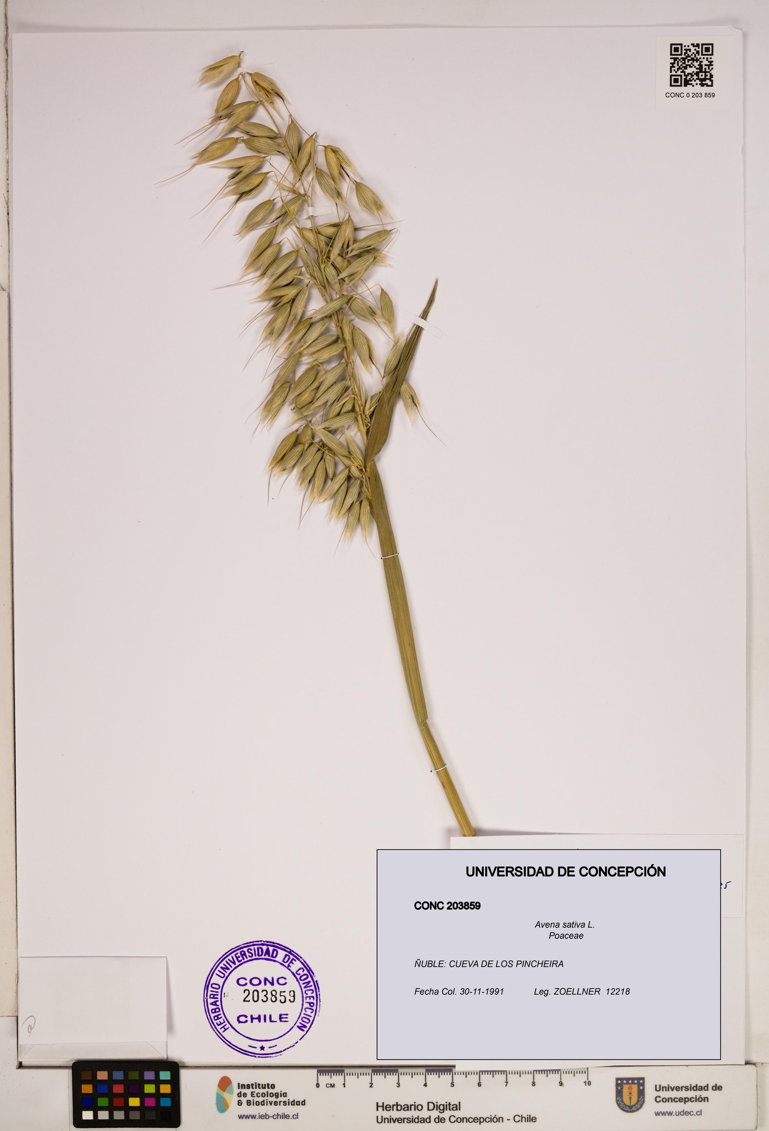 Avena sativa [Espécimen: ]