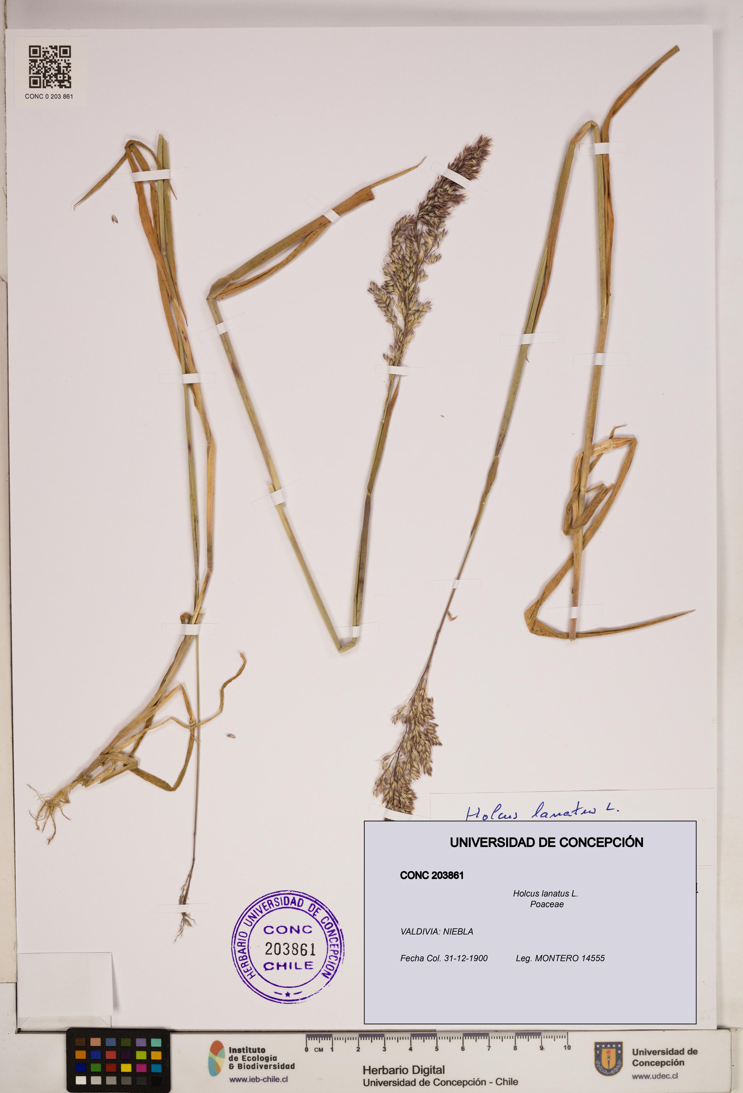 Holcus lanatus [Espécimen: ]
