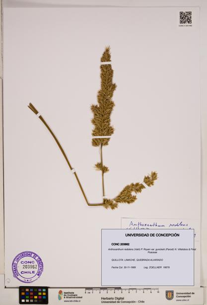 Anthoxanthum redolens [Espécimen: ]
