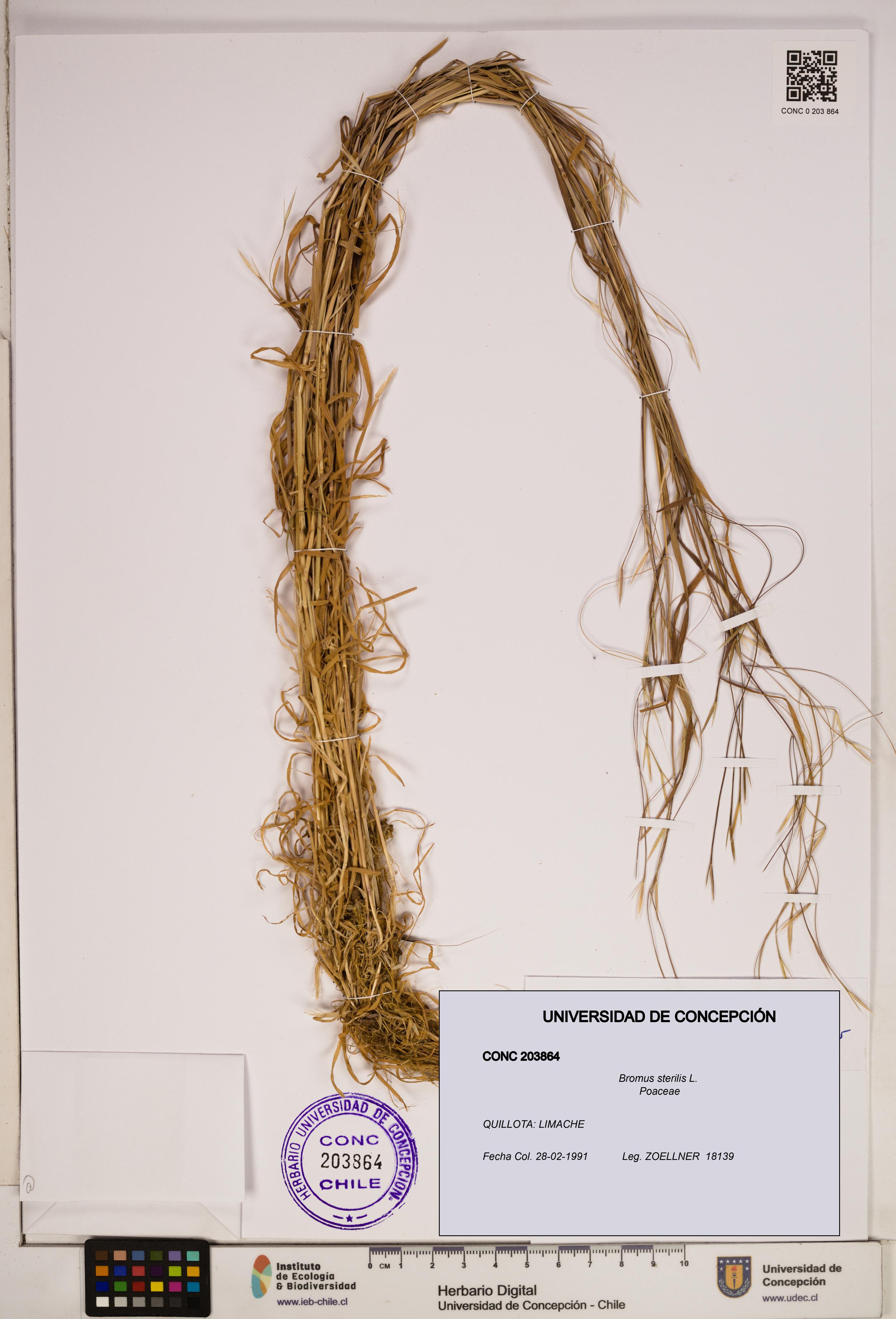 Bromus sterilis [Espécimen: ]