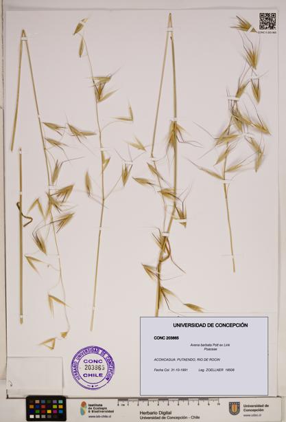 Avena barbata [Espécimen: ]