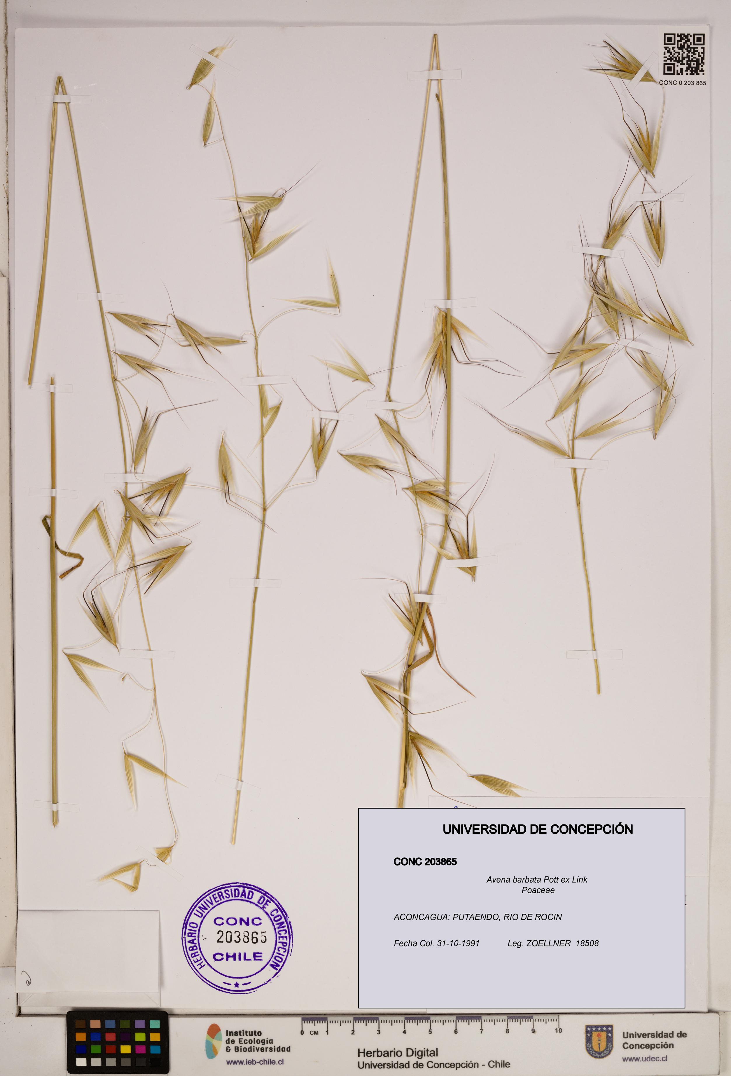 Avena barbata [Espécimen: ]