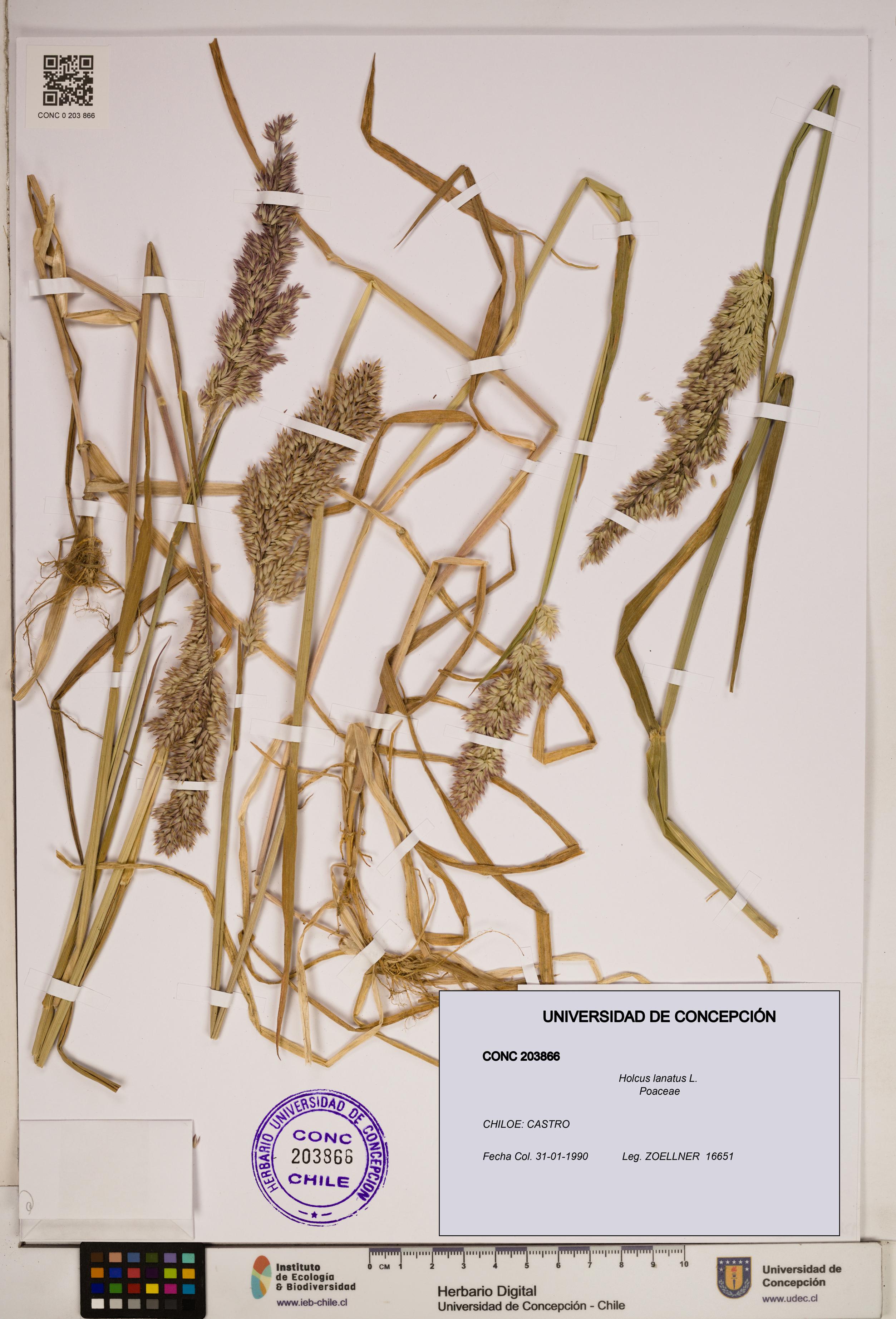 Holcus lanatus [Espécimen: ]