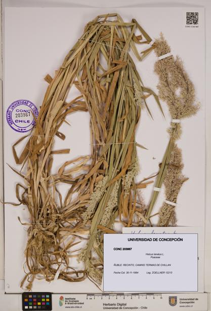 Holcus lanatus [Espécimen: ]