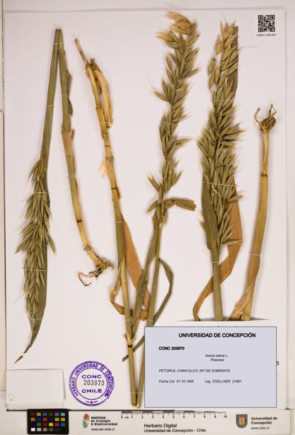 Avena sativa [Espécimen: ]