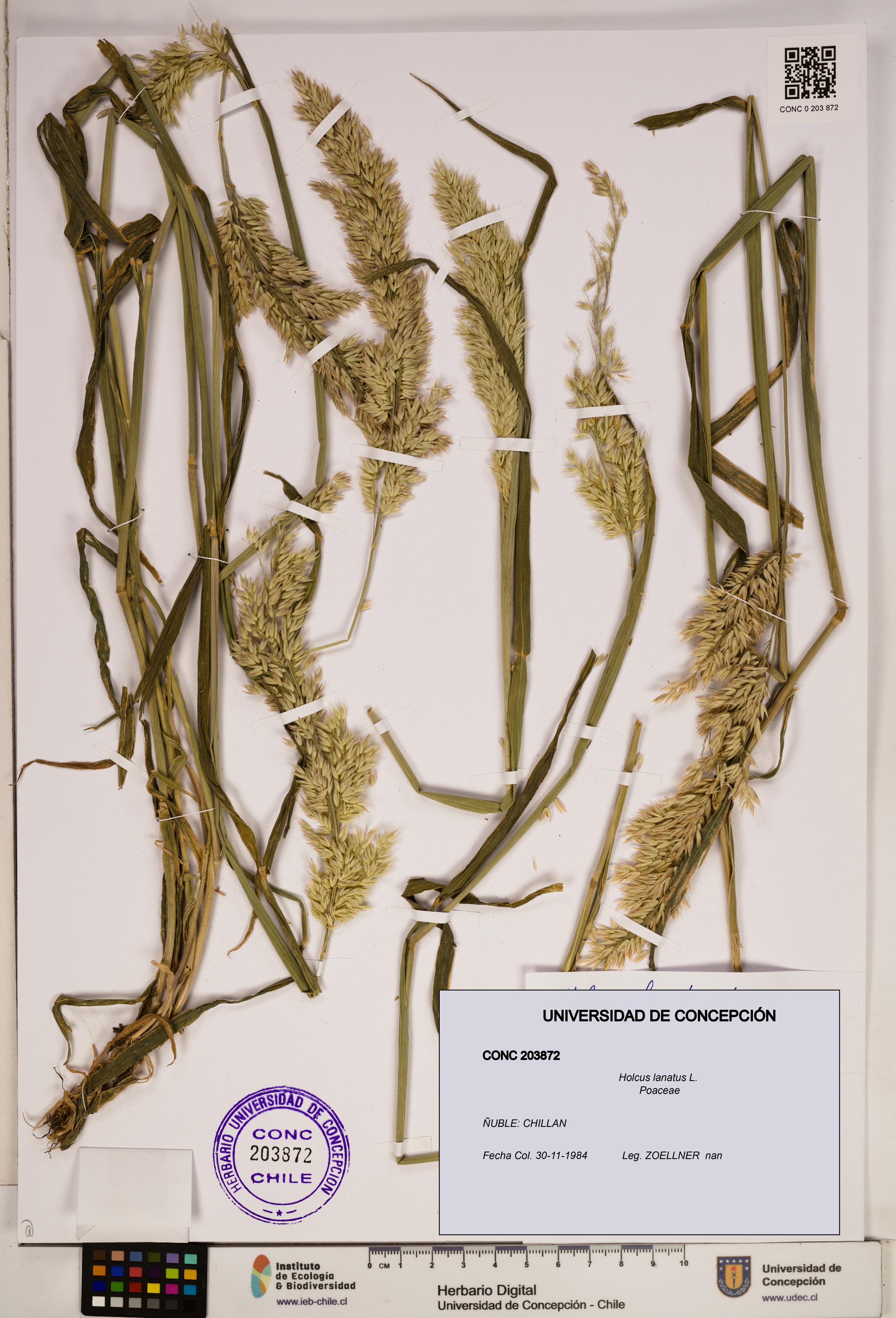 Holcus lanatus [Espécimen: ]