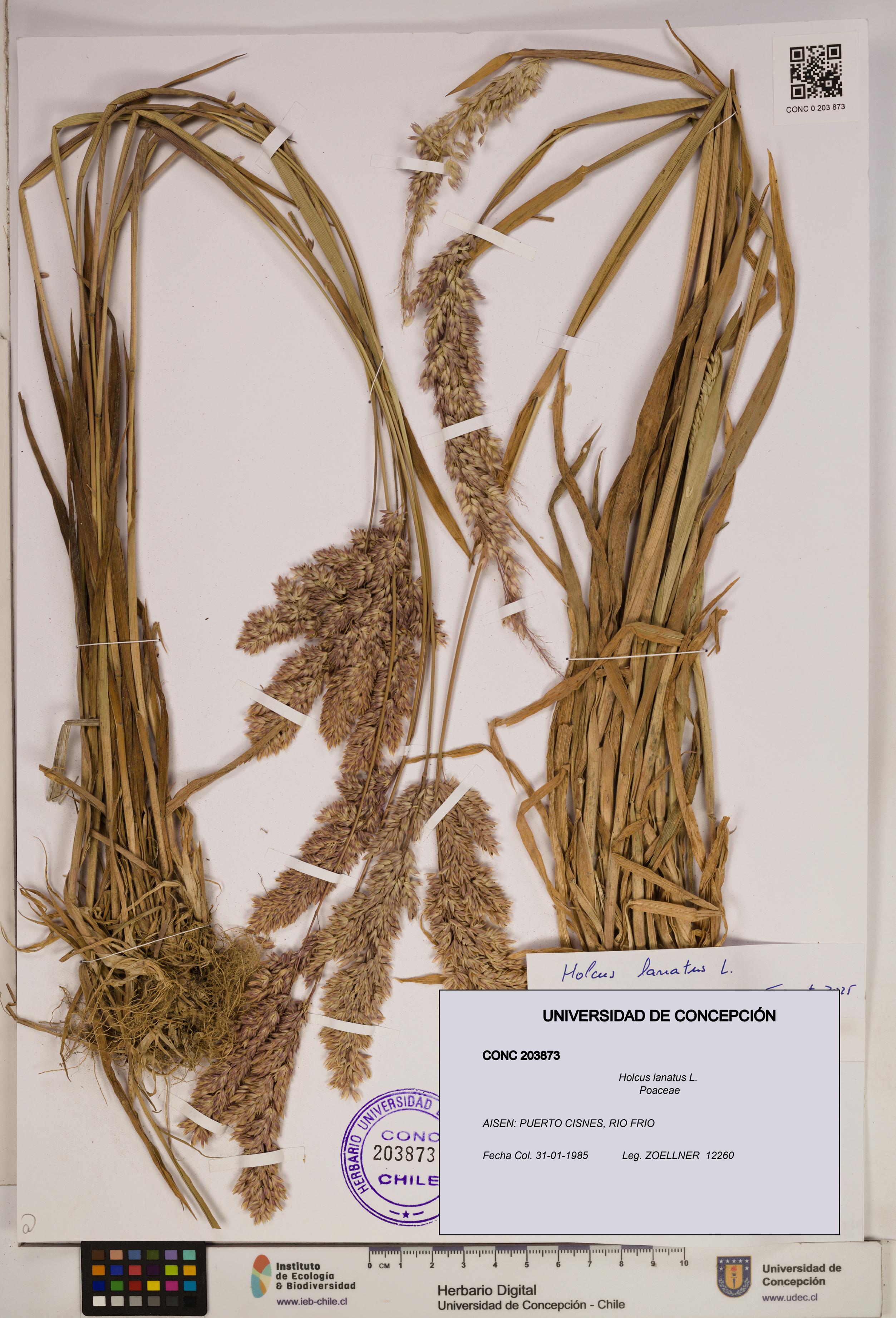 Holcus lanatus [Espécimen: ]