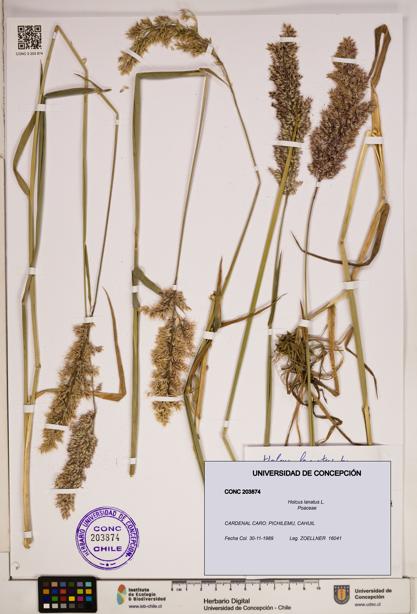 Holcus lanatus [Espécimen: ]