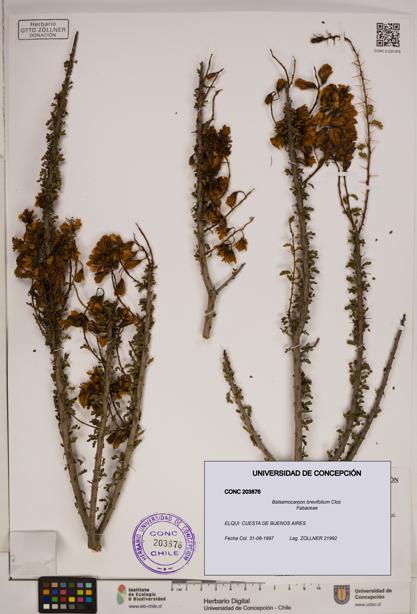 Balsamocarpon brevifolium [Espécimen: ]