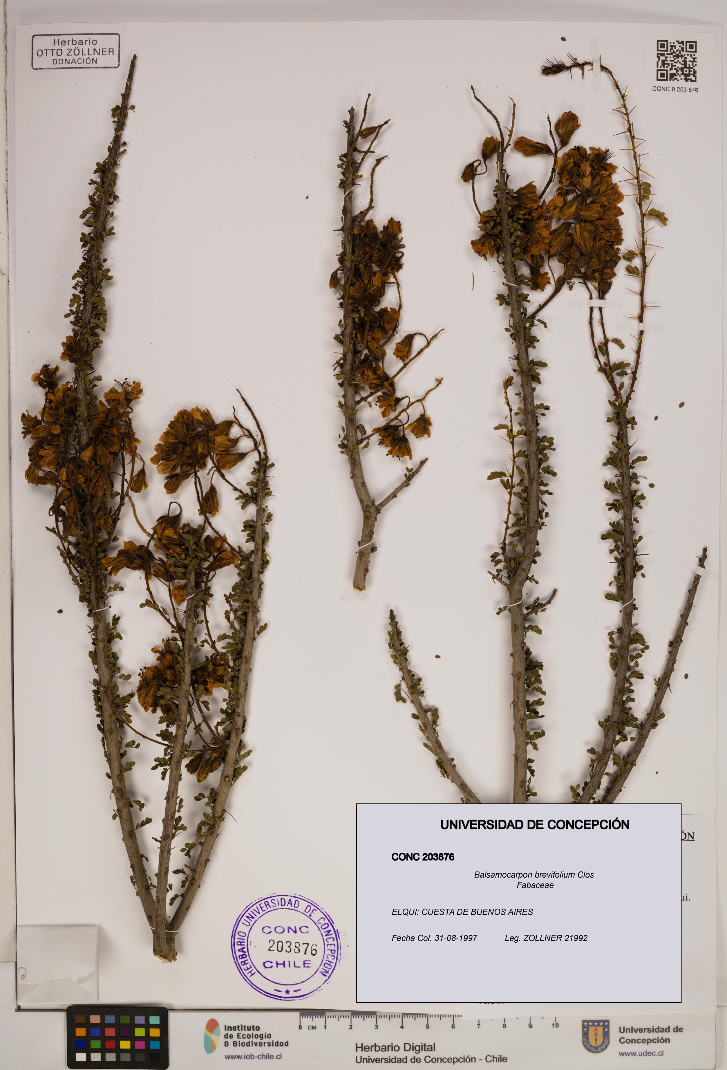 Balsamocarpon brevifolium [Espécimen: ]