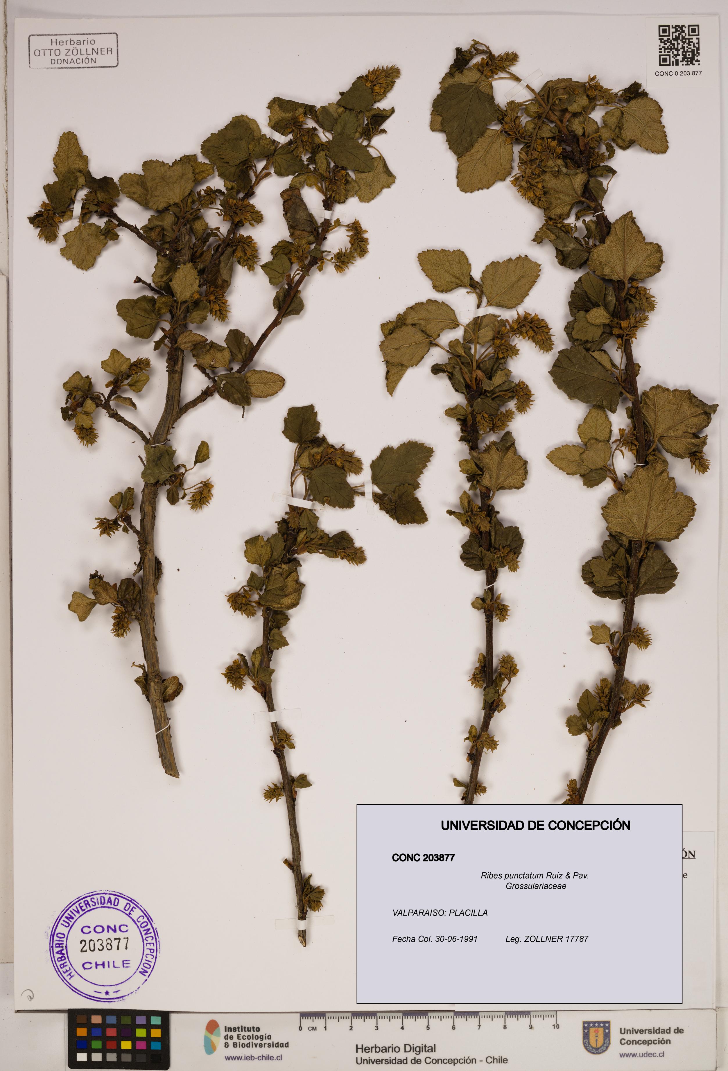 Ribes punctatum [Espécimen: ]
