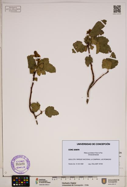 Ribes punctatum [Espécimen: ]