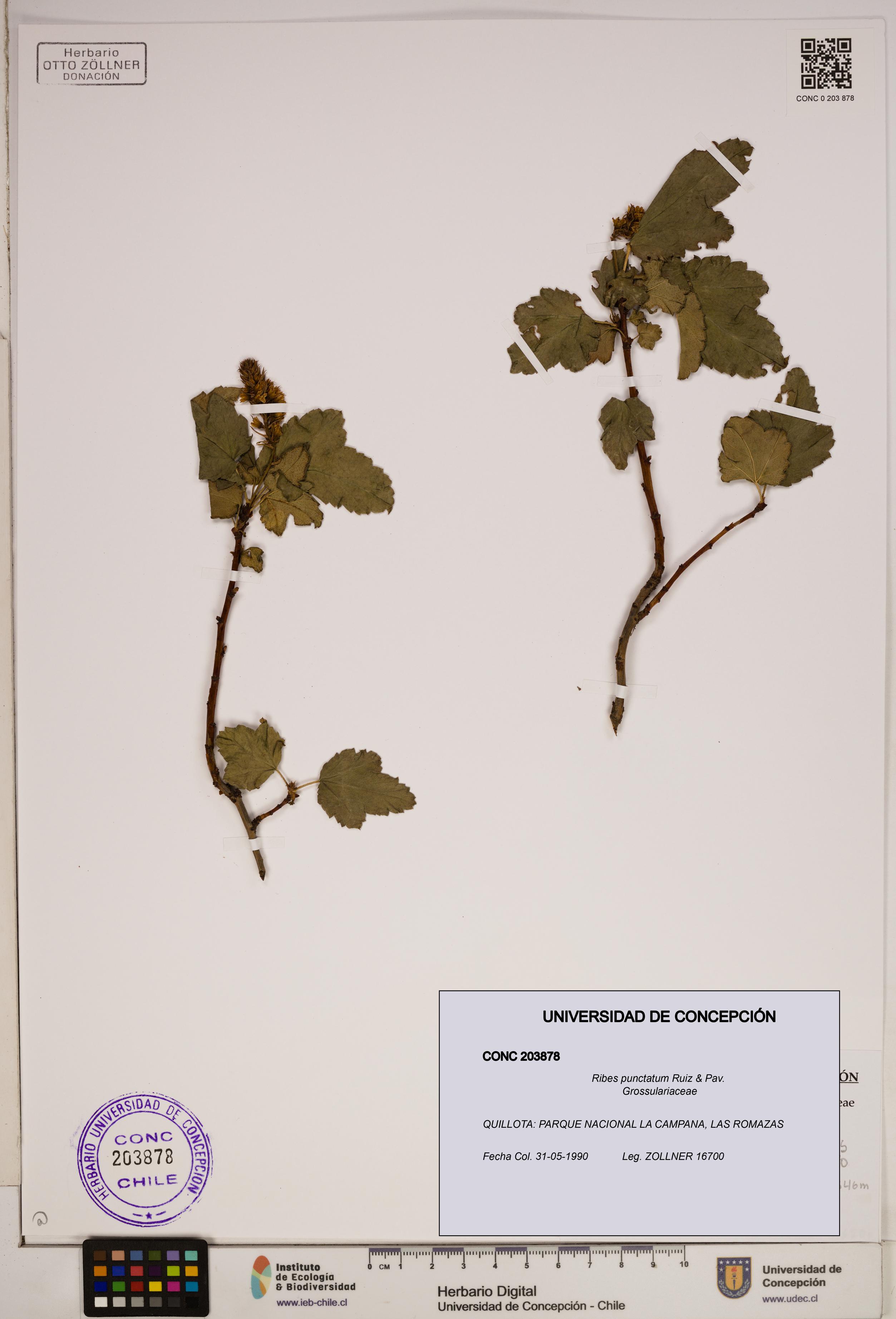 Ribes punctatum [Espécimen: ]