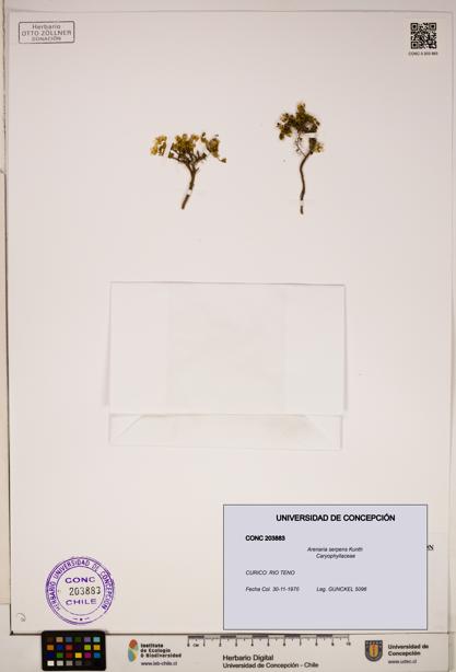 Arenaria serpens [Espécimen: ]