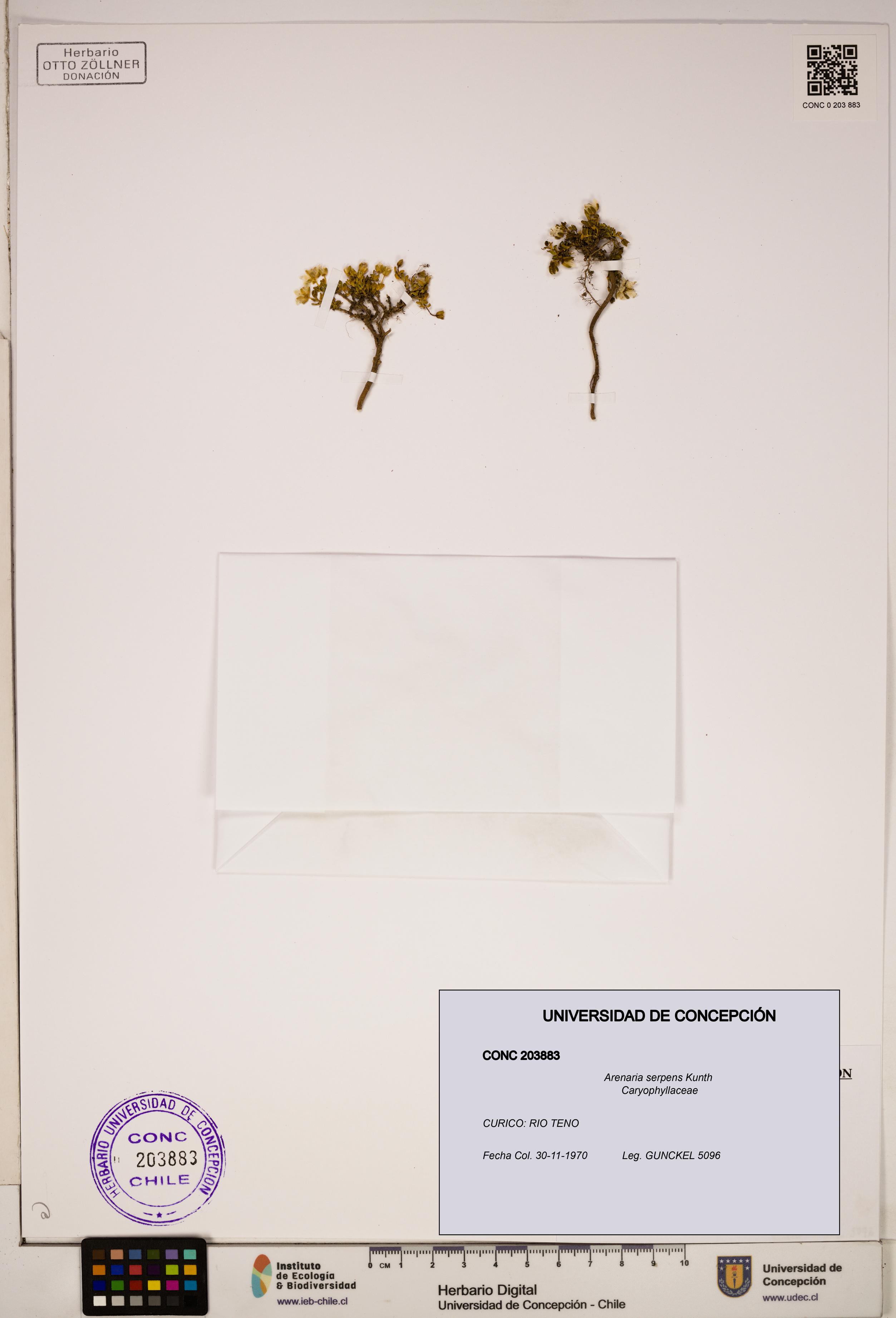Arenaria serpens [Espécimen: ]