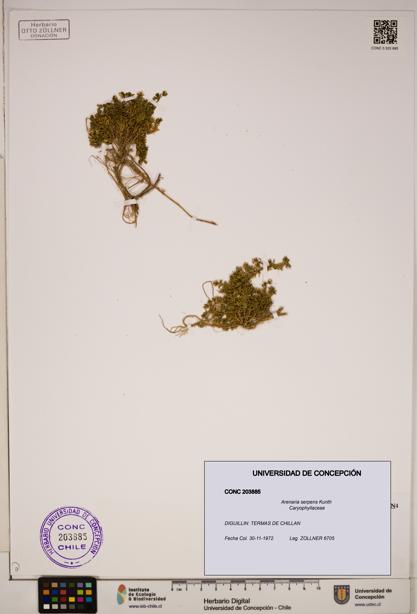 Arenaria serpens [Espécimen: ]
