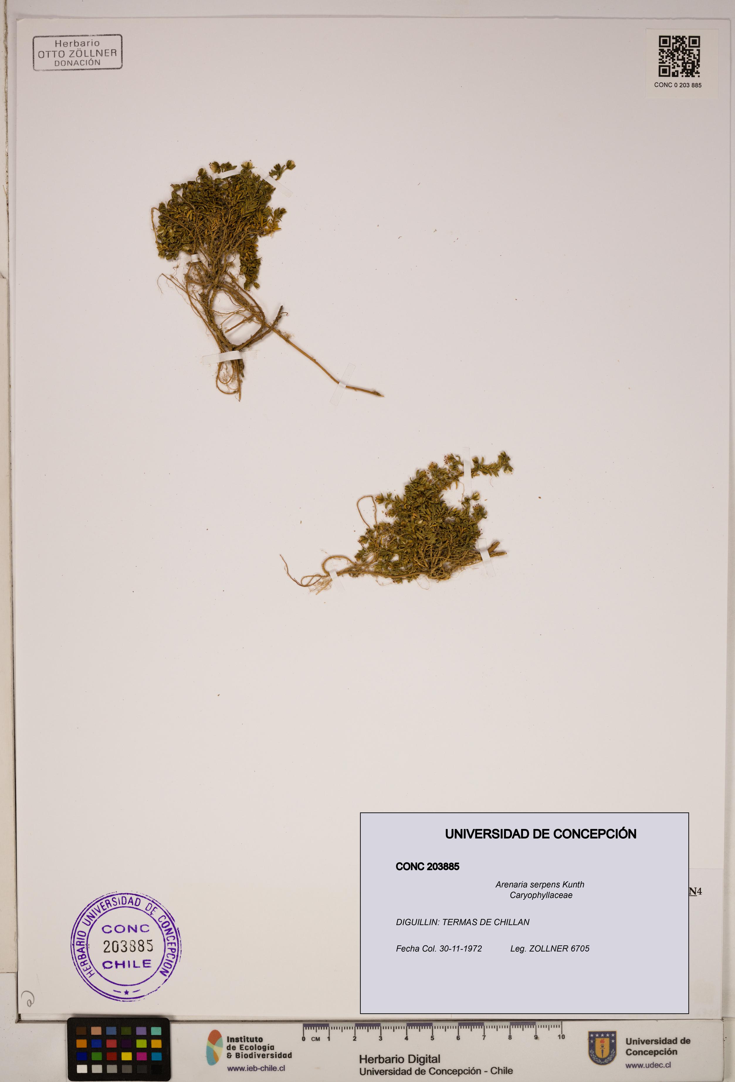 Arenaria serpens [Espécimen: ]