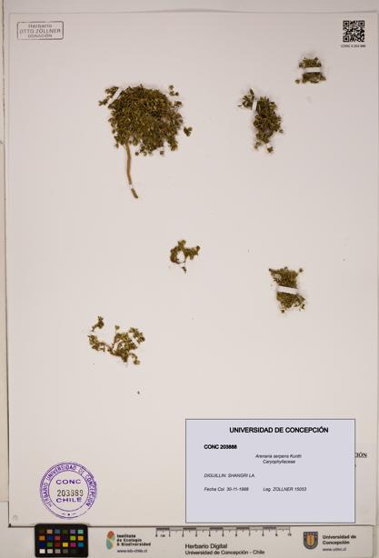 Arenaria serpens [Espécimen: ]