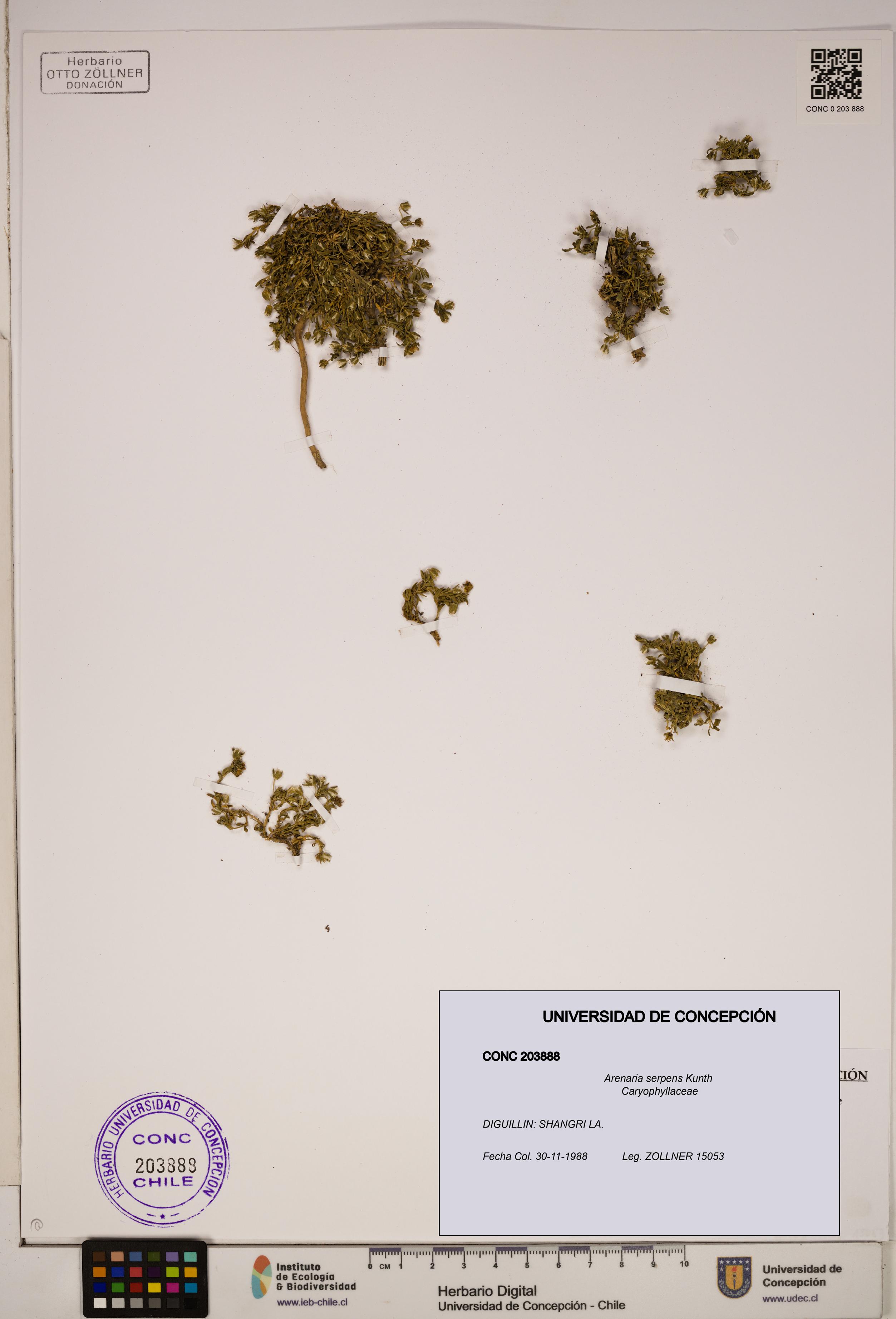 Arenaria serpens [Espécimen: ]