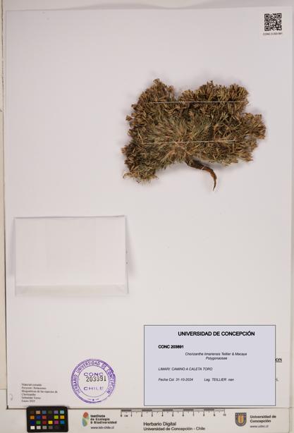 Chorizanthe limariensis [Espécimen: ]