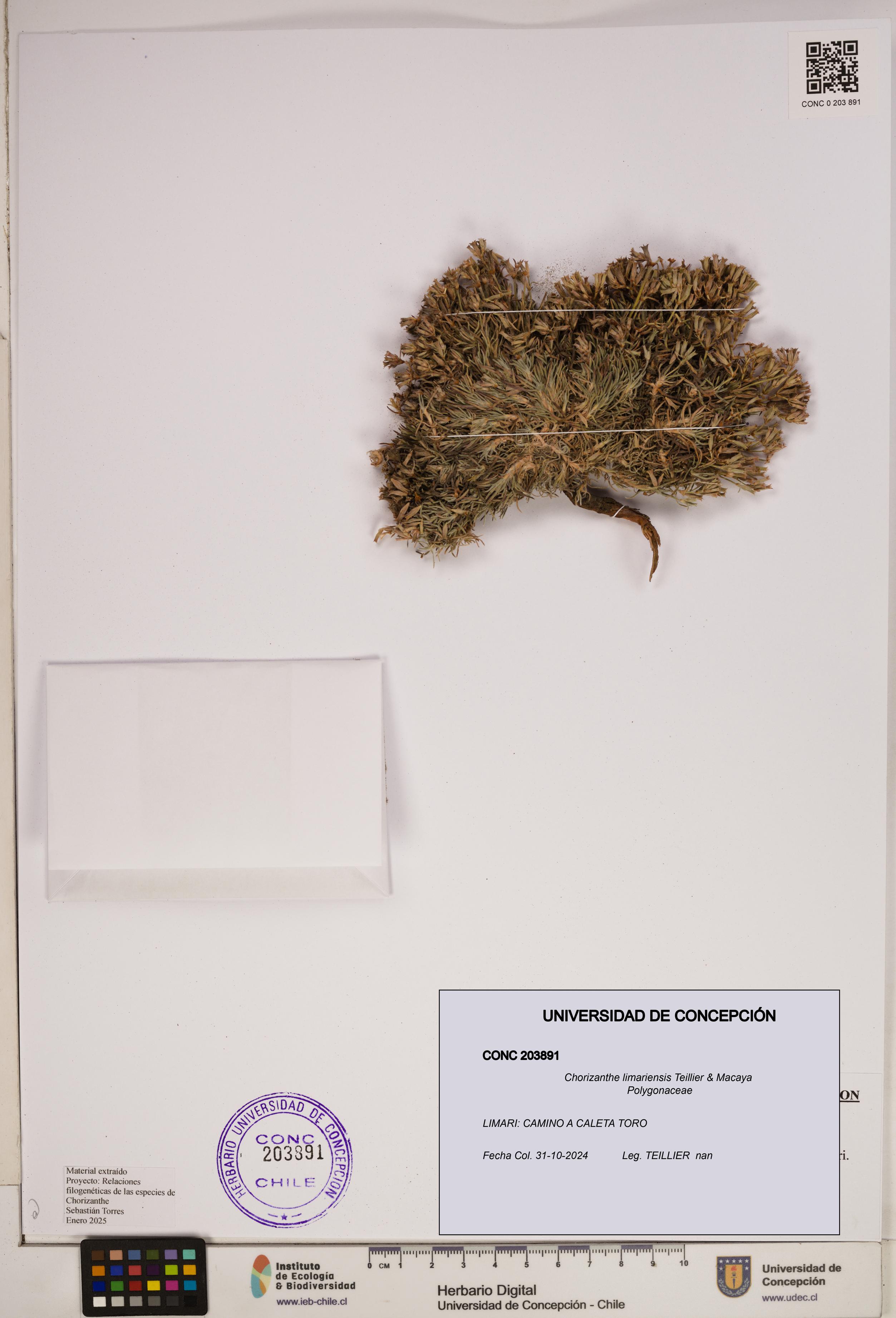 Chorizanthe limariensis [Espécimen: ]