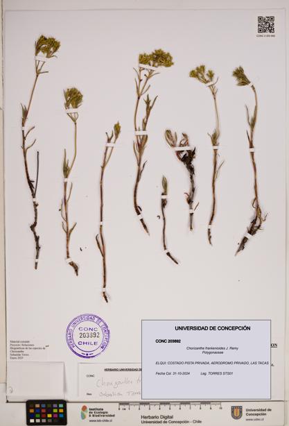 Chorizanthe frankenioides [Espécimen: ]