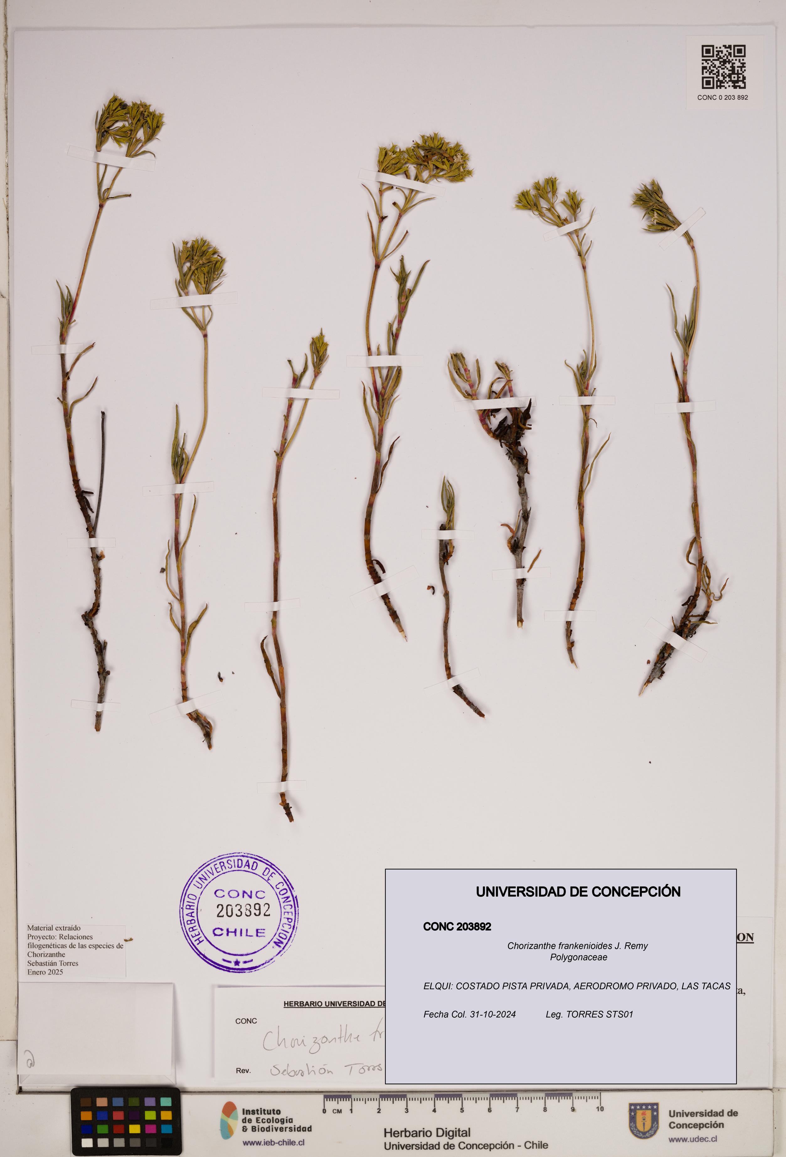 Chorizanthe frankenioides [Espécimen: ]
