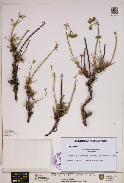 Chorizanthe umbellata [Espécimen: ]