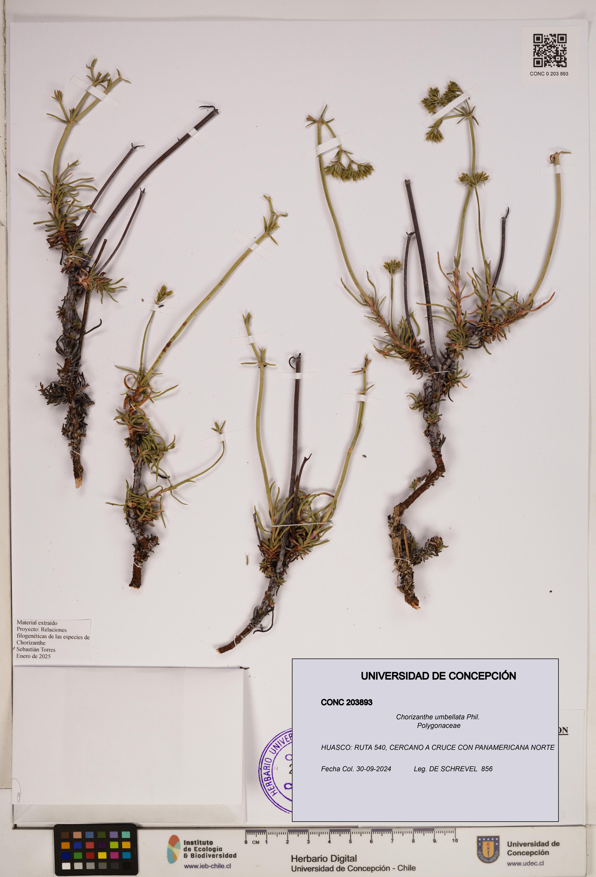 Chorizanthe umbellata [Espécimen: ]