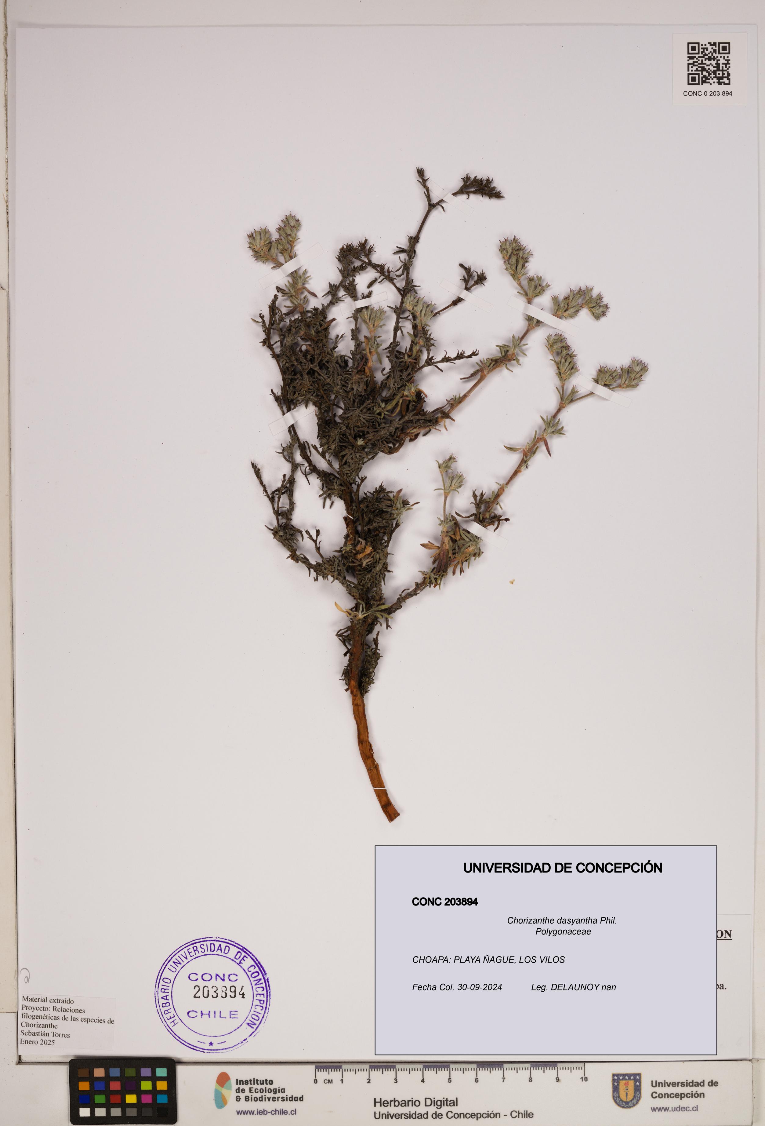 Chorizanthe dasyantha [Espécimen: ]