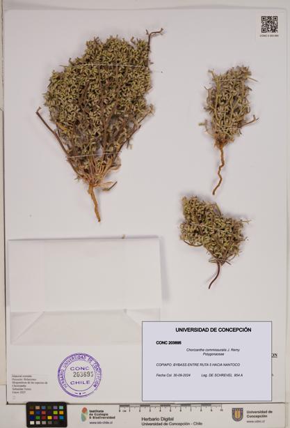 Chorizanthe commissuralis [Espécimen: ]
