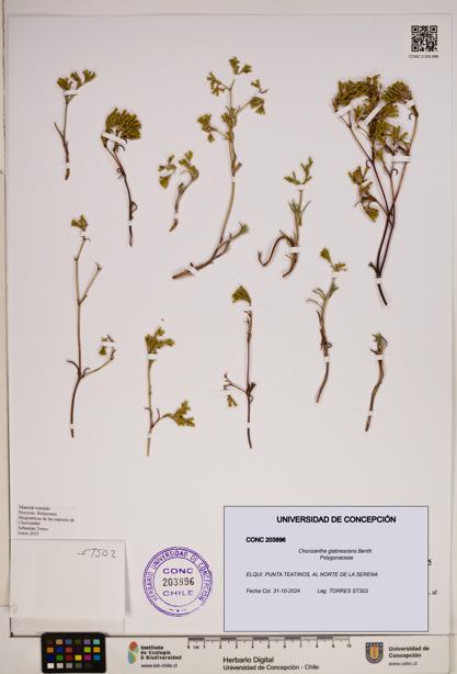 Chorizanthe glabrescens [Espécimen: ]