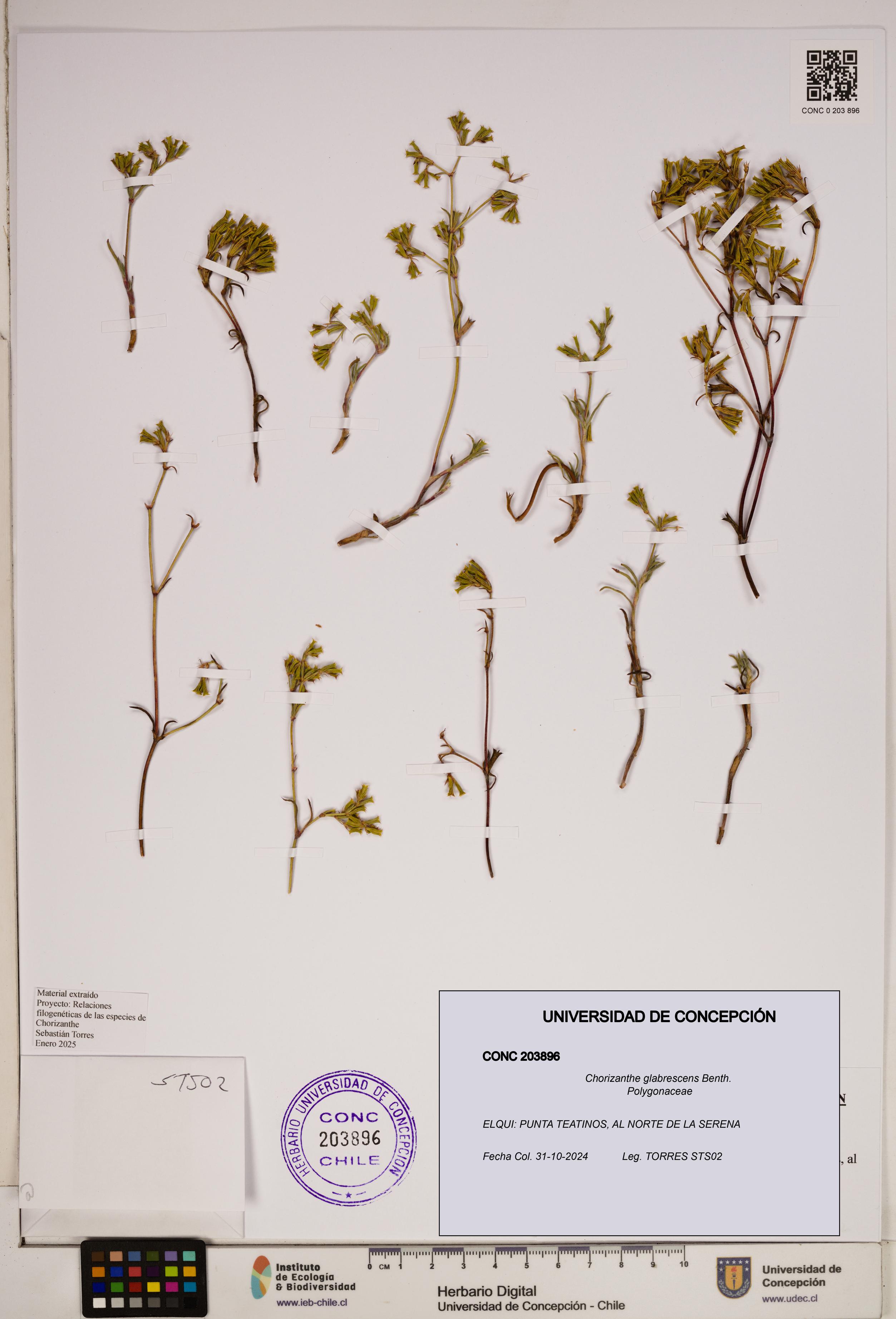 Chorizanthe glabrescens [Espécimen: ]