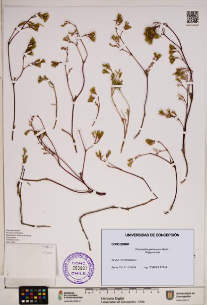 Chorizanthe glabrescens [Espécimen: ]
