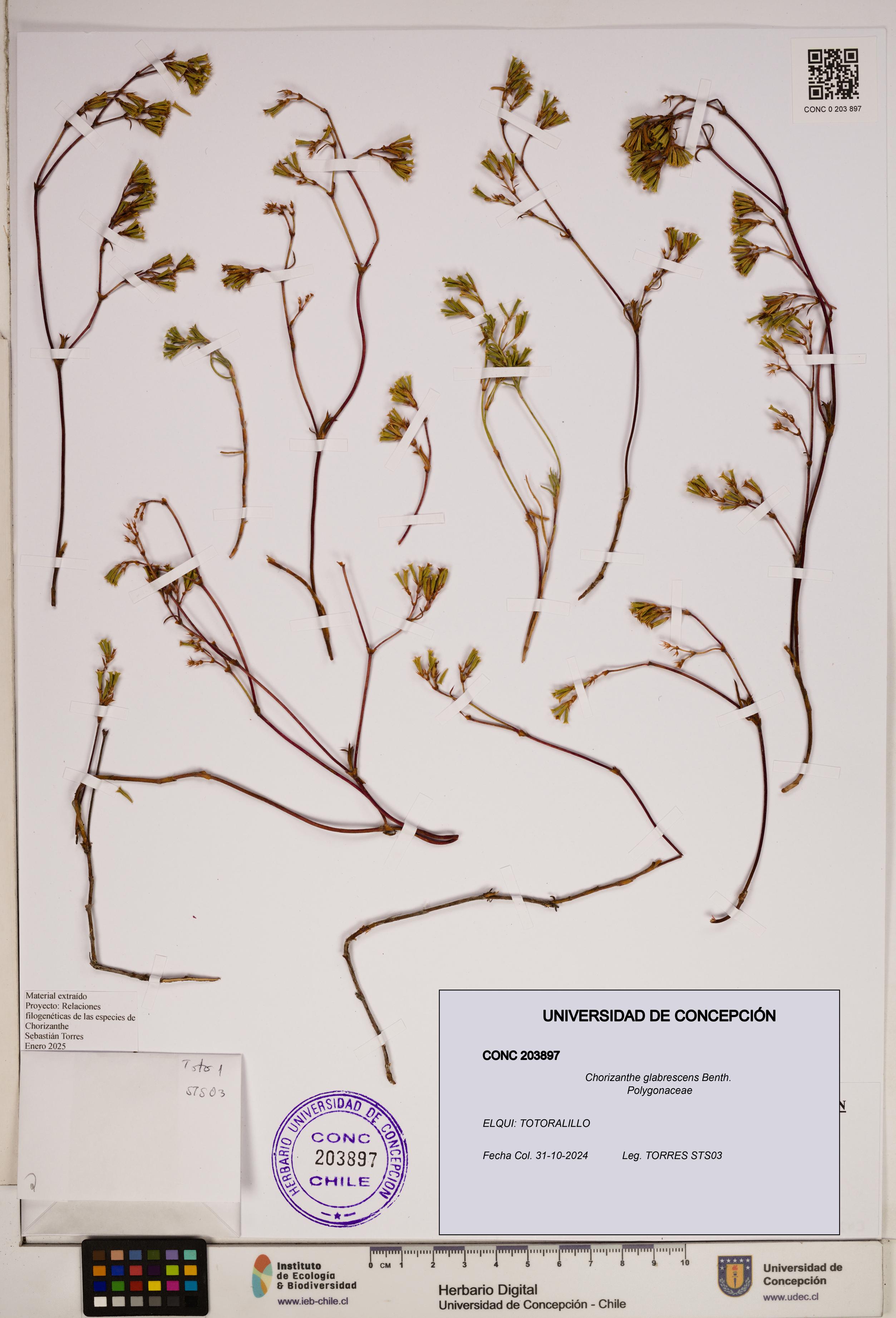 Chorizanthe glabrescens [Espécimen: ]