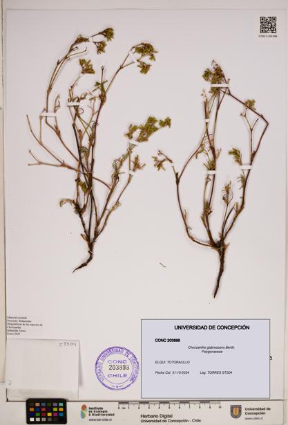Chorizanthe glabrescens [Espécimen: ]