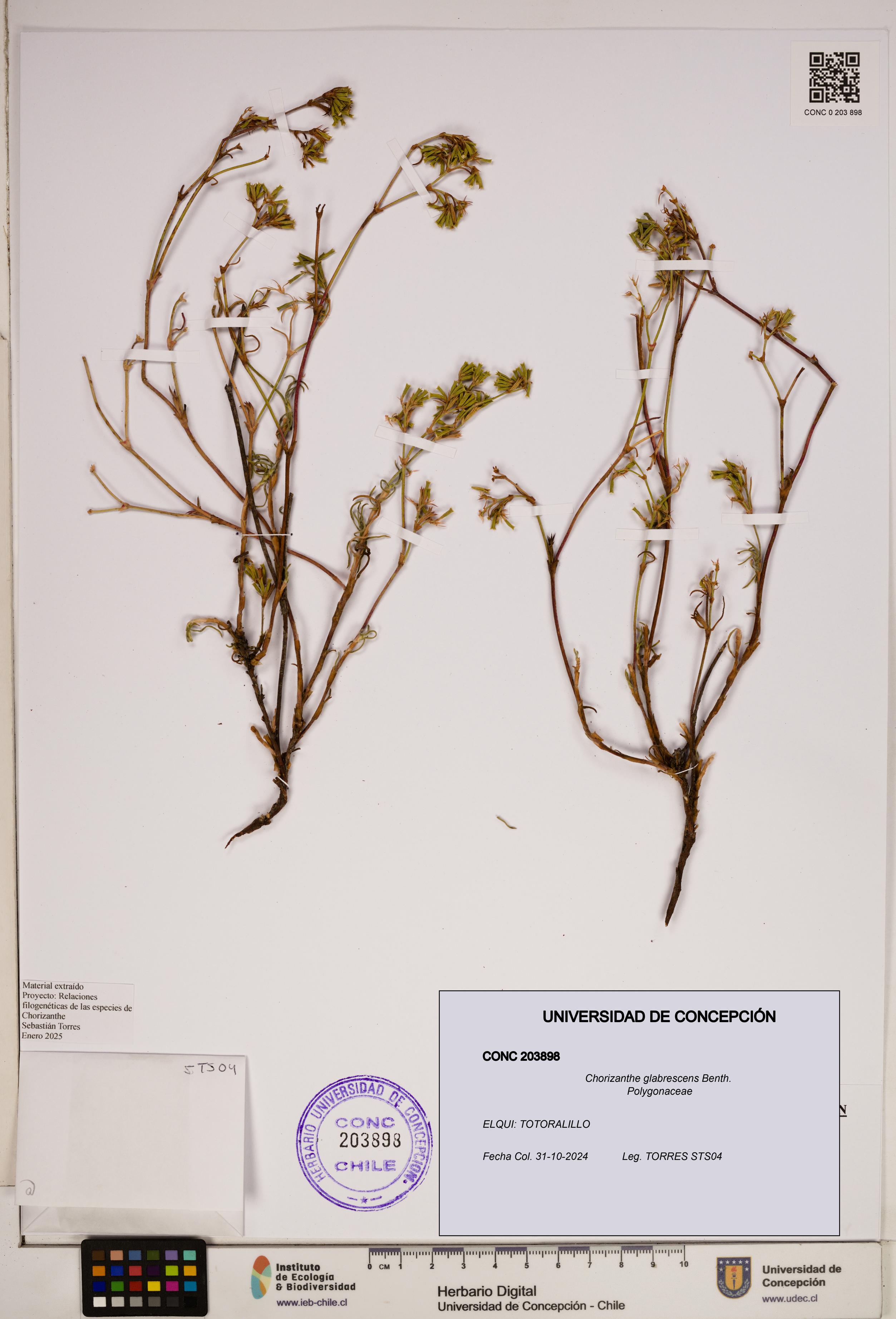 Chorizanthe glabrescens [Espécimen: ]