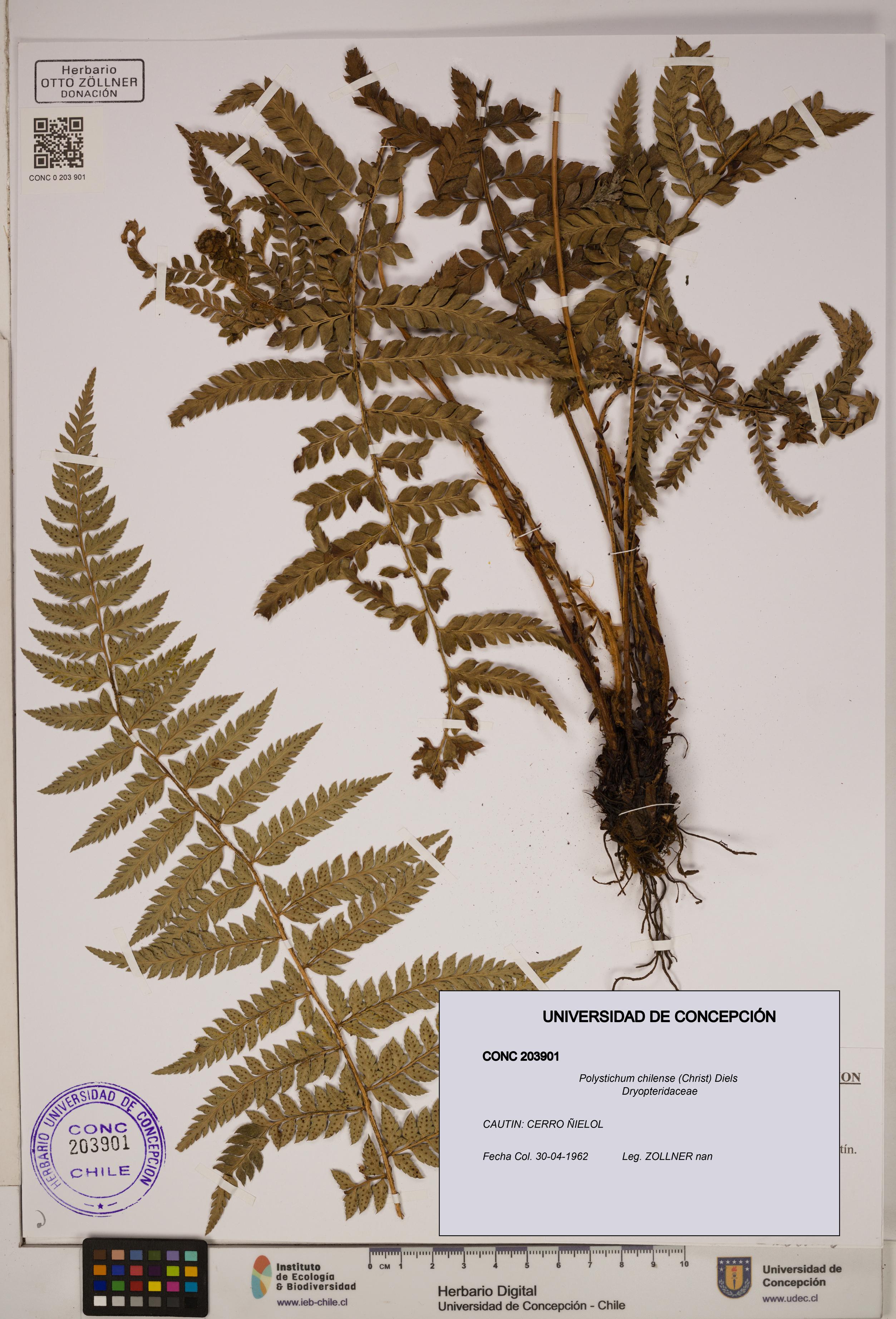 Polystichum chilense [Espécimen: ]