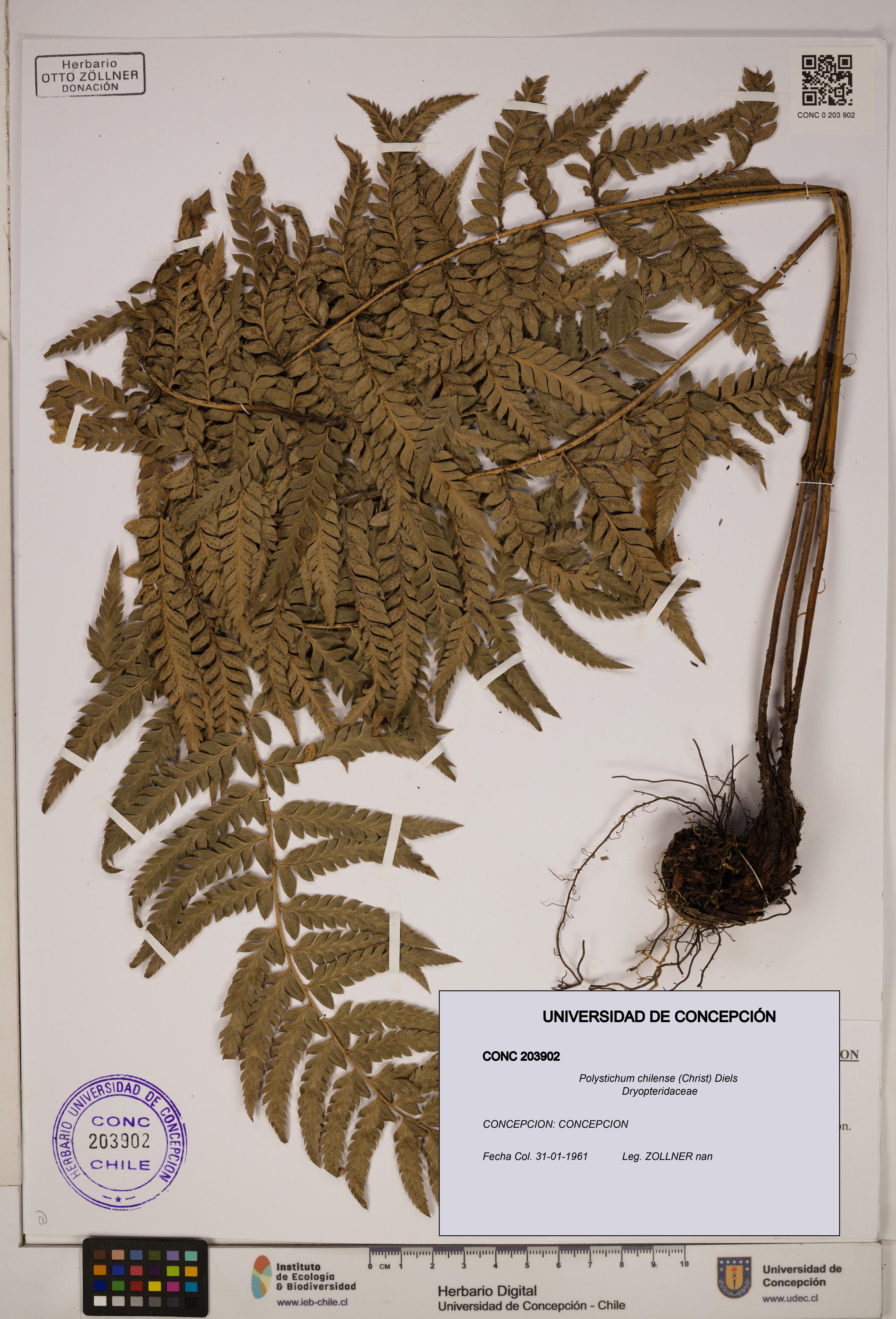 Polystichum chilense [Espécimen: ]