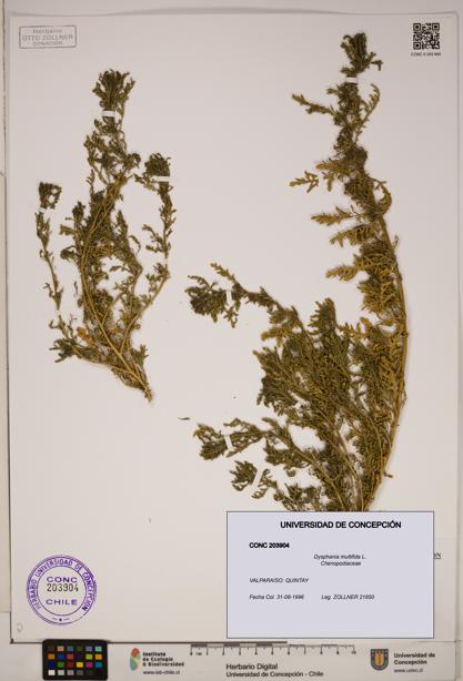 Dysphania multifida [Espécimen: ]