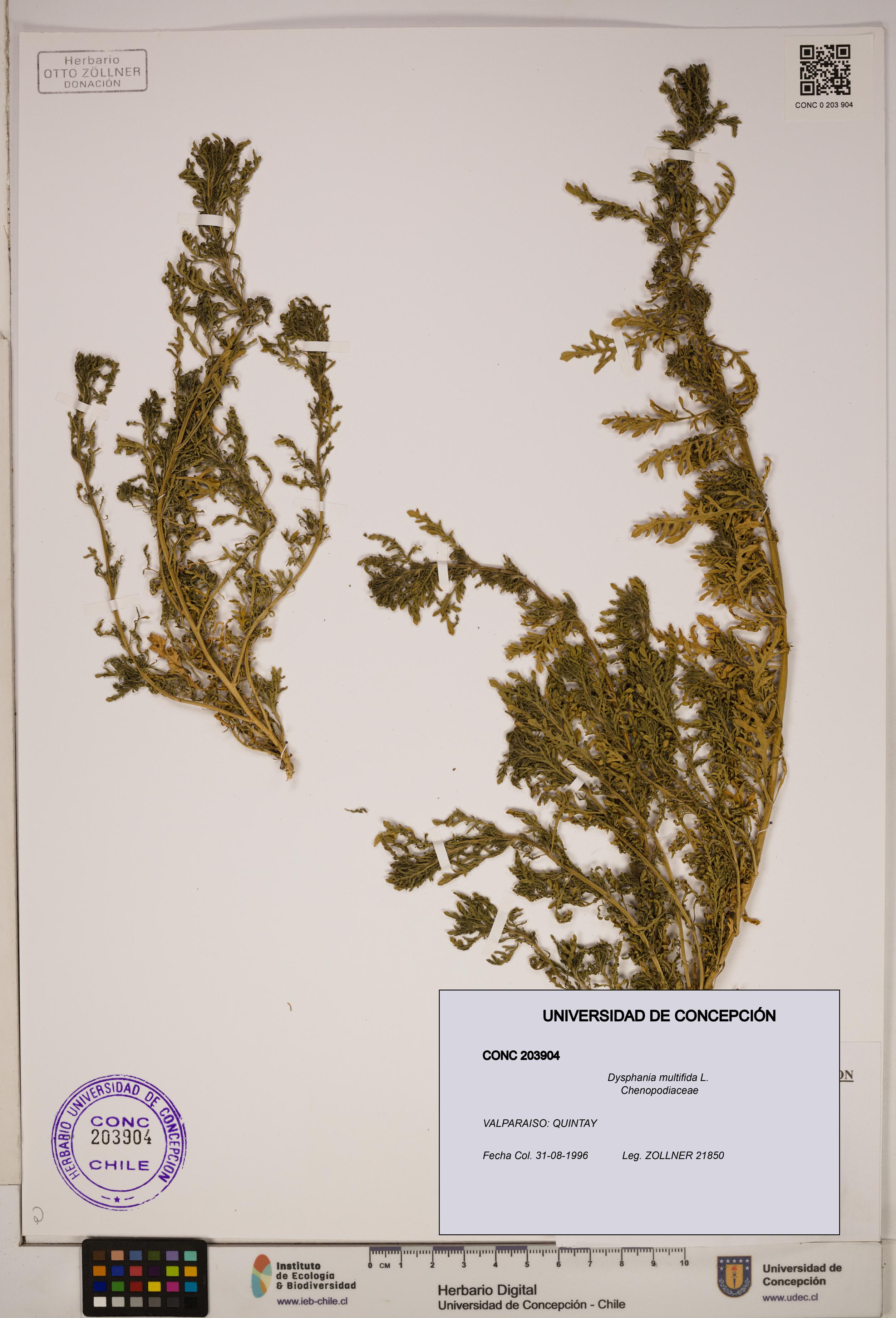Dysphania multifida [Espécimen: ]