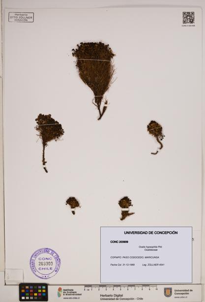 Oxalis hypsophila [Espécimen: ]