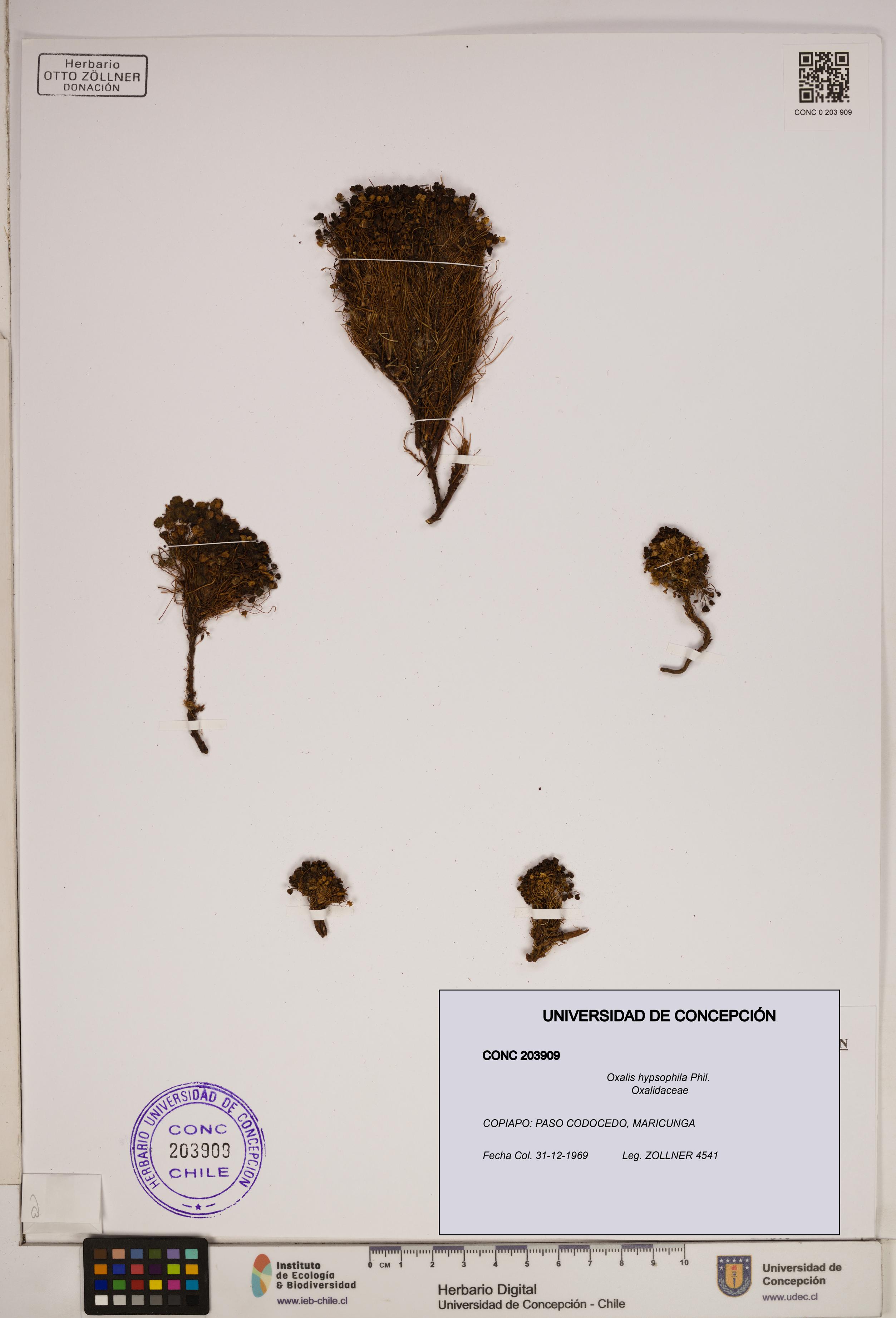 Oxalis hypsophila [Espécimen: ]