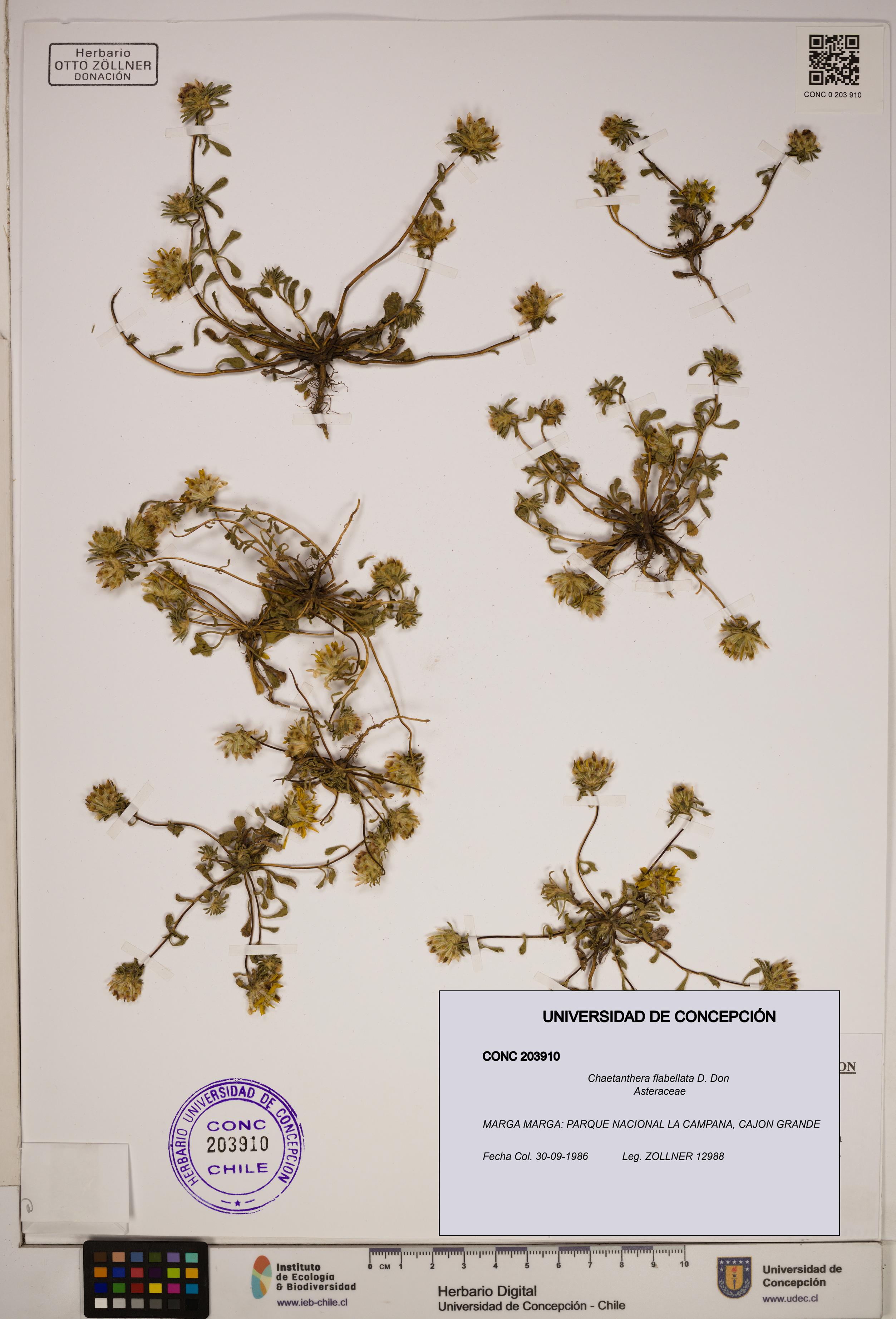 Chaetanthera flabellata [Espécimen: ]