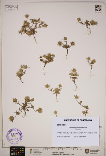 Chaetanthera moenchioides [Espécimen: ]